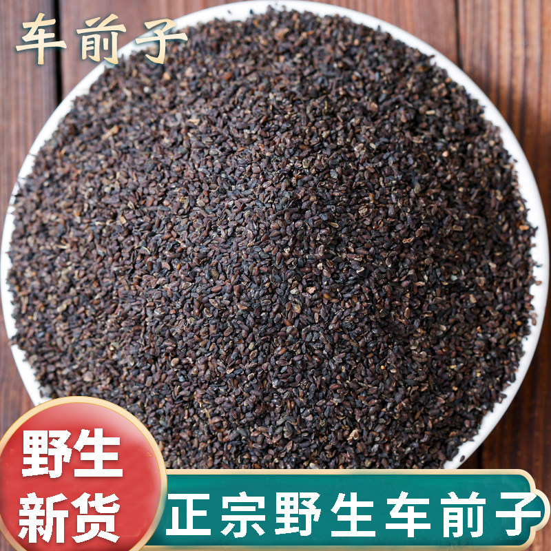 新鲜分装车前子新袋装500g采收车前子籽车前草籽车钱子泡水喝