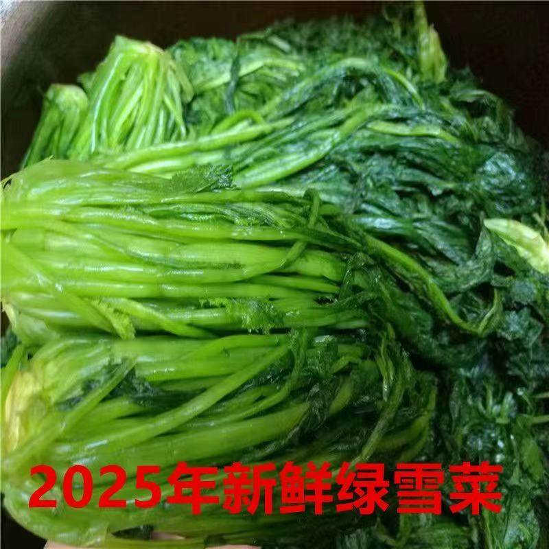 2024东台优质绿雪菜咸菜袋装绿色雪里红蕻新鲜腌制下饭菜酱菜整箱