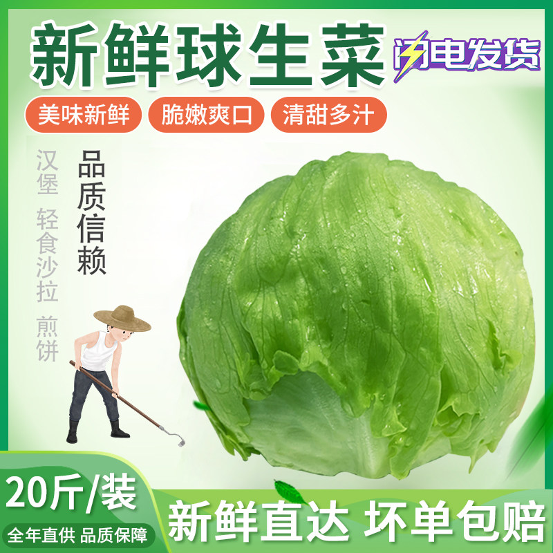 20斤包邮圆生菜新鲜汉堡用西餐新鲜蔬菜沙拉食材结球形圆型西生菜
