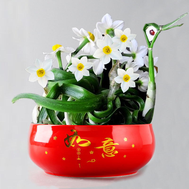 速发水培无孔花盆陶瓷水养容器水仙铜钱草绿萝睡莲碗莲一叶莲创意