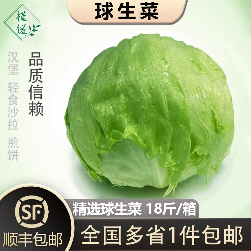 【】球生菜18斤装汉堡新鲜现采蔬菜沙拉食材轻食球形圆西生菜