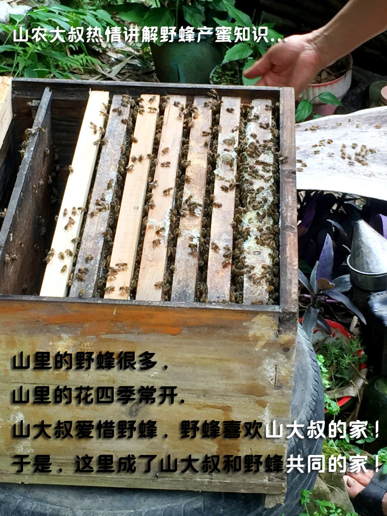 冬蜜纯野山蜂蜜950g蜂蜜百花蜜粤北韶关始兴特产