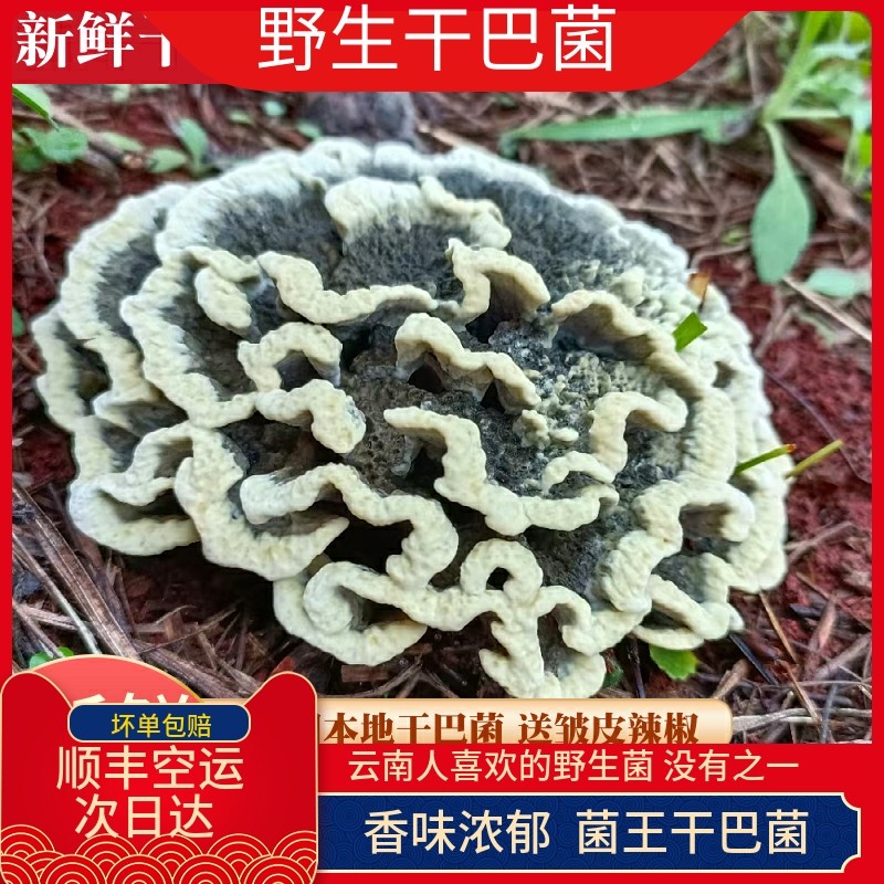 现货新鲜干巴菌500g野生菌干吧菌王新鲜云南特产绣球菌对花马牙菌