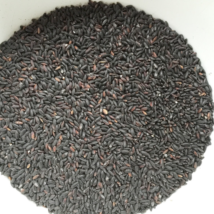 粤北韶关始兴特产 无染色米黑香米大米杂粮杂粮农家产品500g