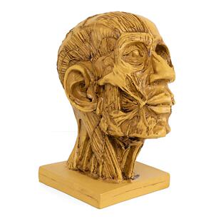 树脂工艺品肌肉人头骷髅头医学模型教学用品绘画参考艺术模型