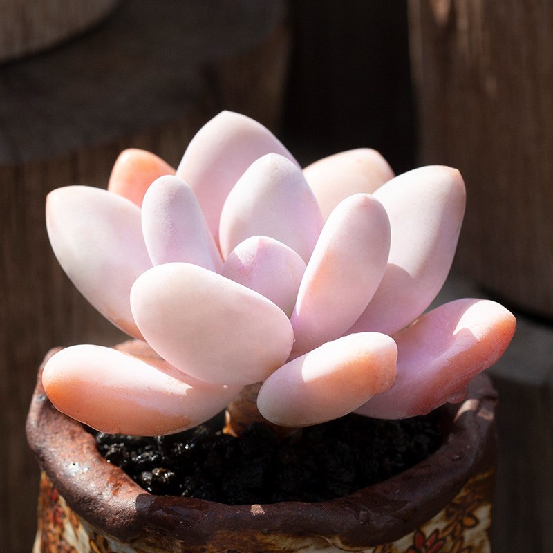 现货雪桃进口新品多肉植物小盆栽高端精品室内台精品肉肉植物花陌