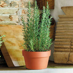 虹越帝罗马意大利中钵矮圆钵红陶粗陶多肉透气陶盆小号种植花盆