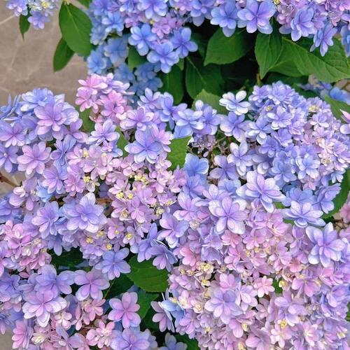 露天绣球【佳澄】盆栽地栽庭院花卉植物