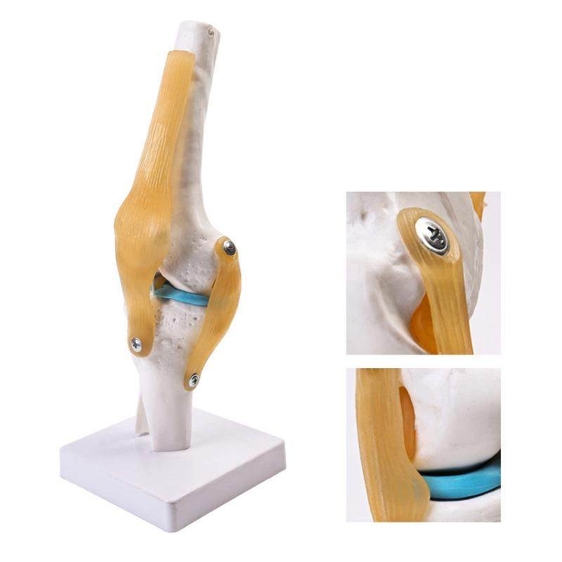人体膝关节功能模型人体骨骼关节模型肌肉膝关节膝盖骨髌骨模型,文具电教/文化用品/商务用品,教学标本/模型,淘宝优惠券,粉丝福利购,淘宝优惠卷