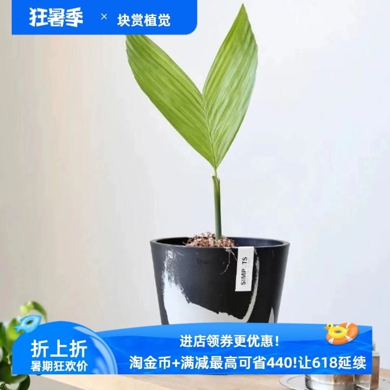 加厚SIMPOTS奶牛色可打孔可当套盆桌面ins网红日本黑胶绿植花烛盆