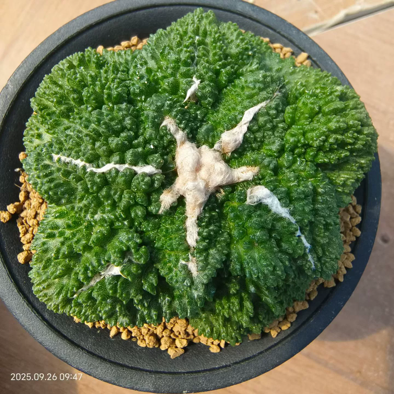 哥斯拉牡丹。自根可以提盆仙人球植物稀有物种一物一拍多肉9/28