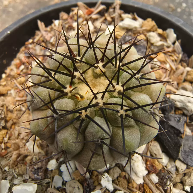 白皮孤龙丸龙爪球这种矮趴趴仙人球可带盆发多肉稀有一物一拍4/14