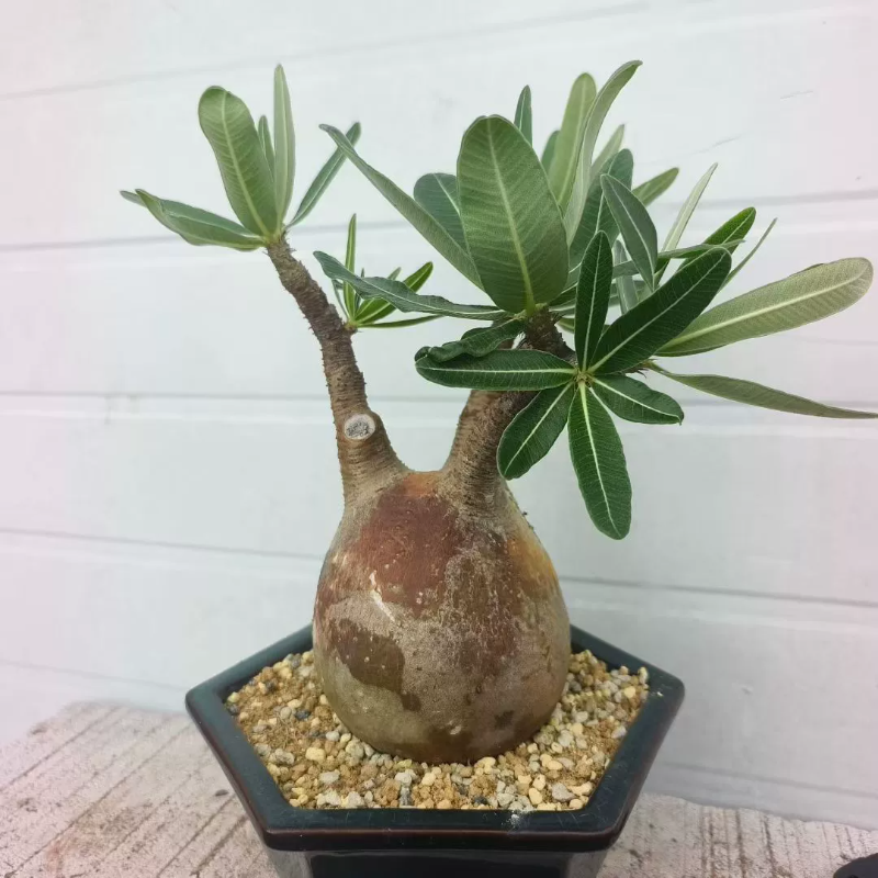 红皮圆球象芽宫。养定多年.10.5cm块根植物一物一拍易养包邮7/20