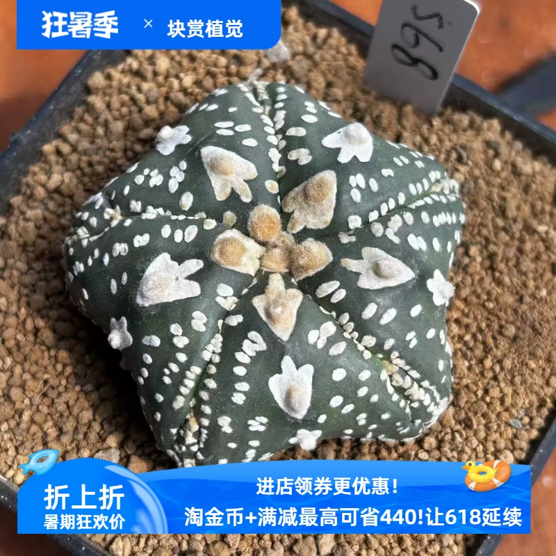 泰系实生海星v兜编号s68，5.9厘米星球属仙人球一物一拍易养4/14