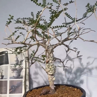 土物一拍多肉植物12 实生象足漆树 爆3.35CM 矮霸 精品株