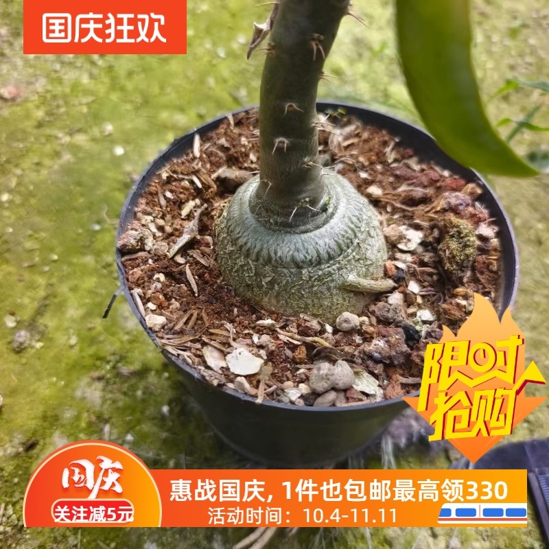 天马空.超可爱5.8cm块根植物一物一拍多肉植物稀有品种包邮10/20
