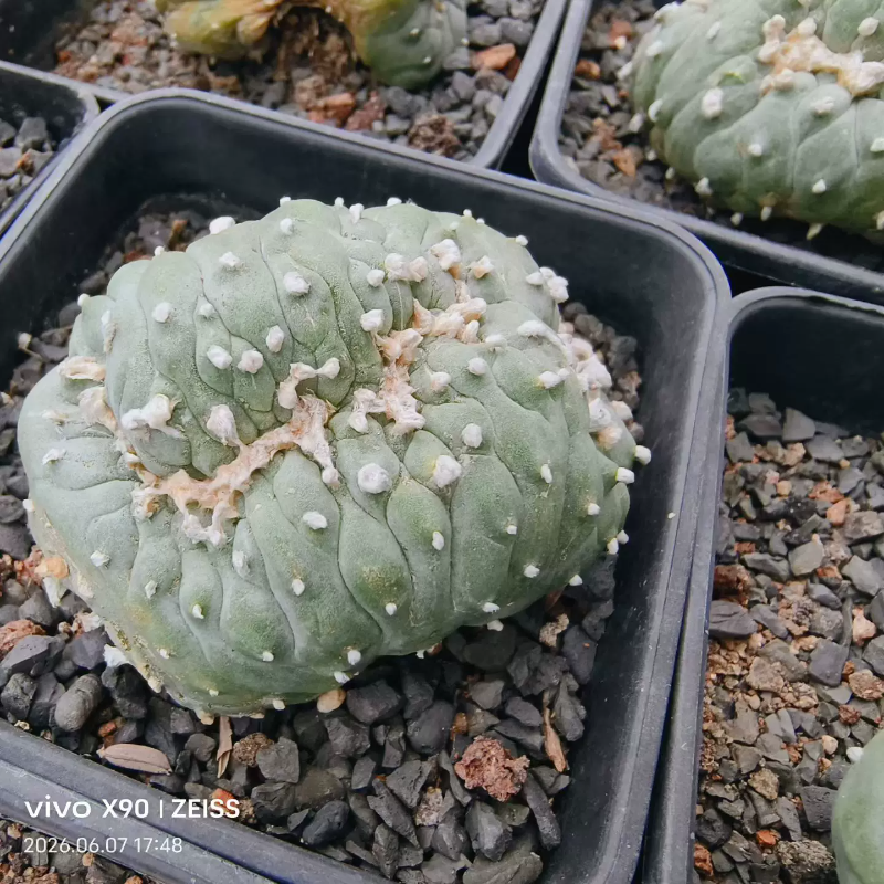 草球缀化面毛毛虫缀约7.5cm仙人球一物一拍室内盆栽带盆发多肉6/8