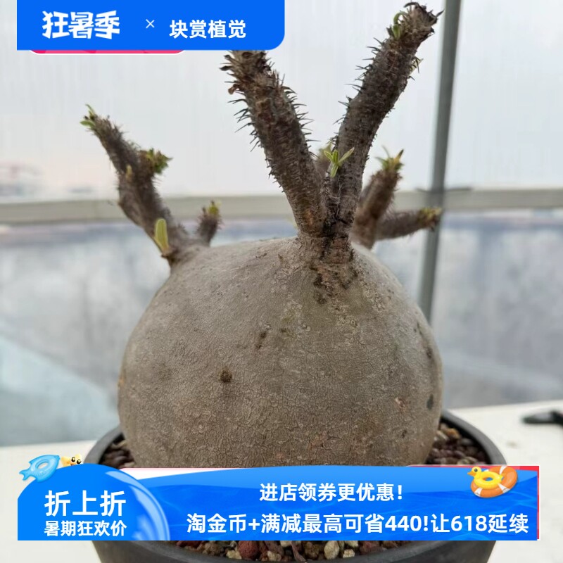象牙宫,圆球块根植物这颗已经有三个支干一物一拍易养护包邮5/26