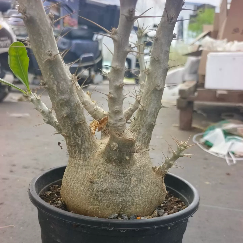 圆球肚子白马城 浑圆潮流块根植块根