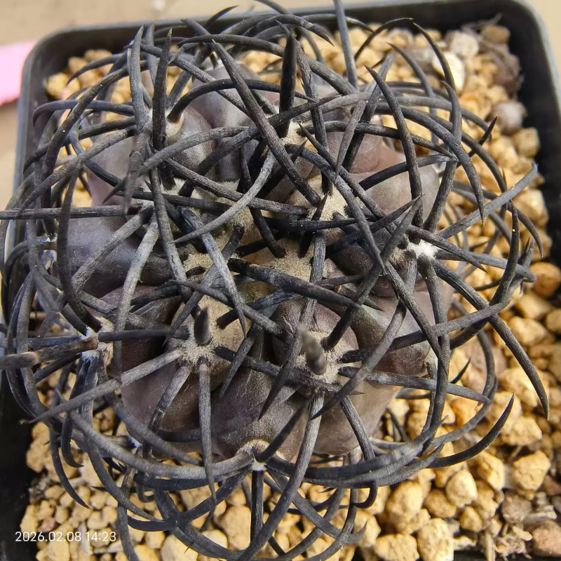 强刺栗星玉 杜拉丸龙魔玉侧芽已爆根仙人球室内稀有物种择优发2/8