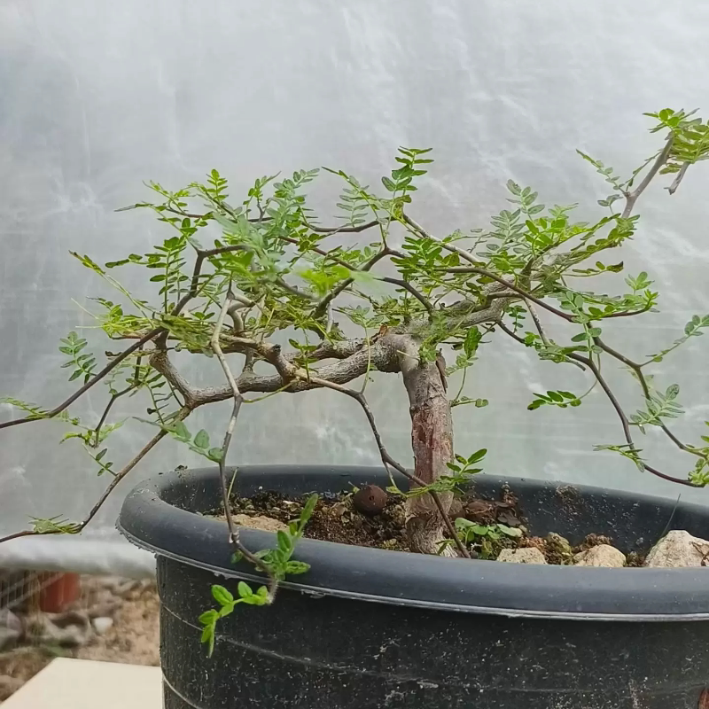 滔天橄榄潮流懒人沙生一物一拍带盆发稀有品种多肉5/14