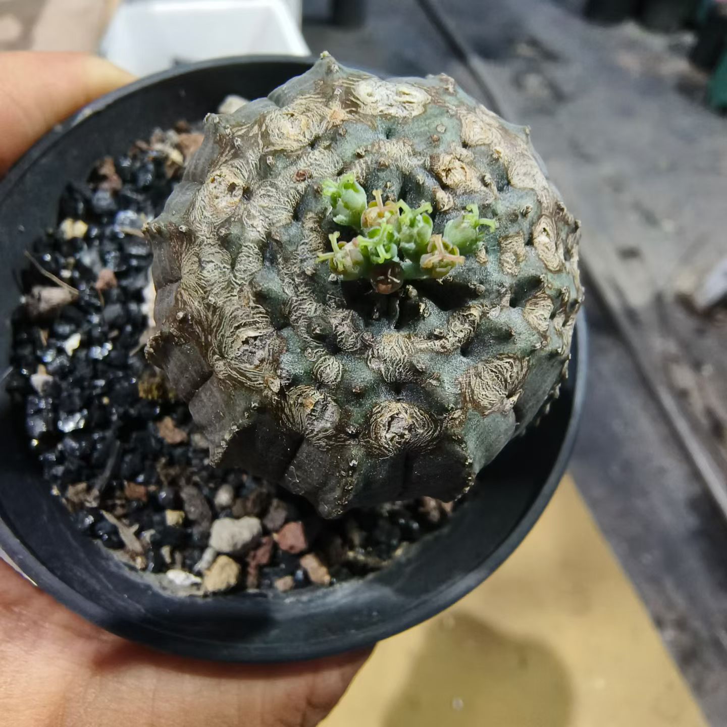 实生双头列加漆.爆瘤矮桩块根潮流沙生一物一拍盆栽多肉7/26