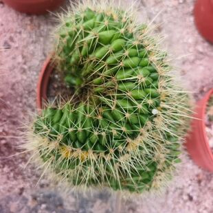 中号金琥缀化。群生分株，自根。一物一拍室内盆栽带盆发多肉6/19