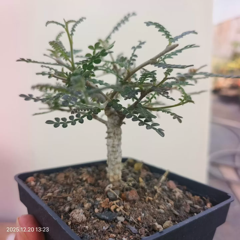 精品织冠漆树 满瘤。好难得。小精品室内小众品多肉一物一拍12/20