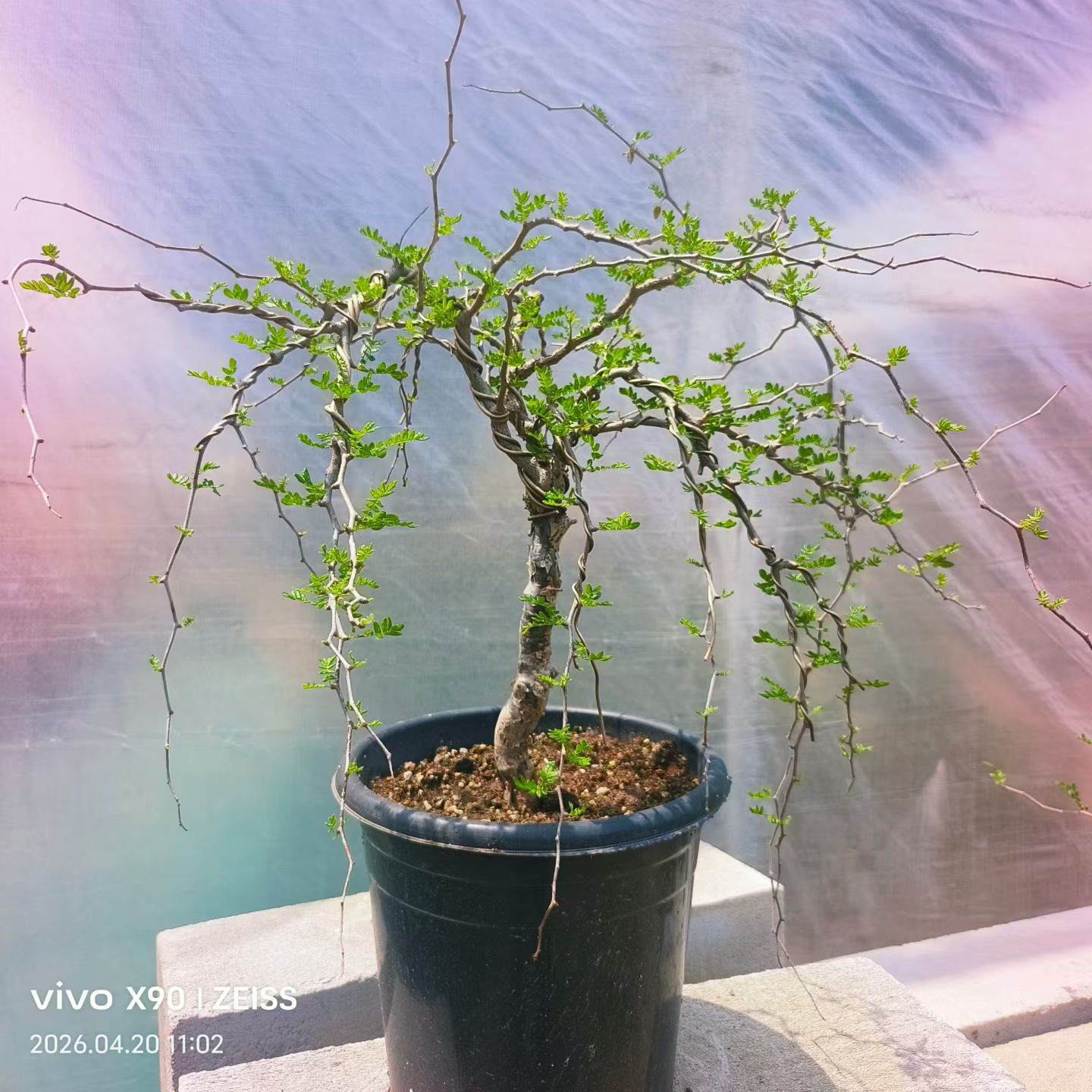 实生滔天橄榄块根植物桌面绿植可带盆发稀有品种多肉一物一拍4/19