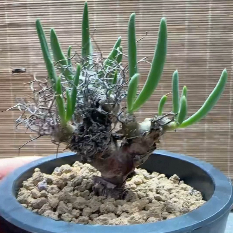万物想·钢丝球潮流块根原产地老家小众植物多肉一物一拍12/29