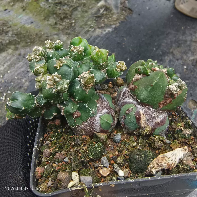 石化三角鸾凤玉木质化非常独特仙人球懒人稀有沙生一物一拍3/7