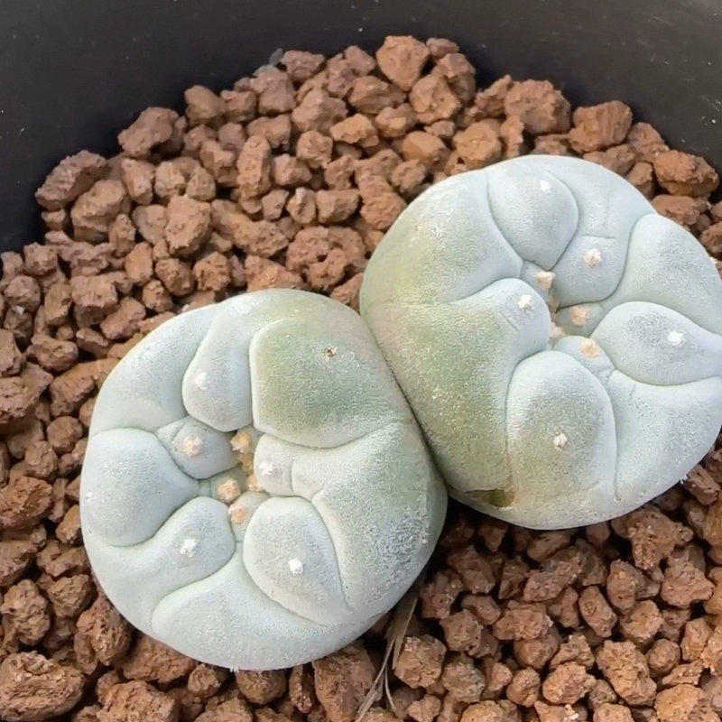 实生草球泰系巴索双头大疣3.3x3.2仙人球物种多肉一物一拍12/8