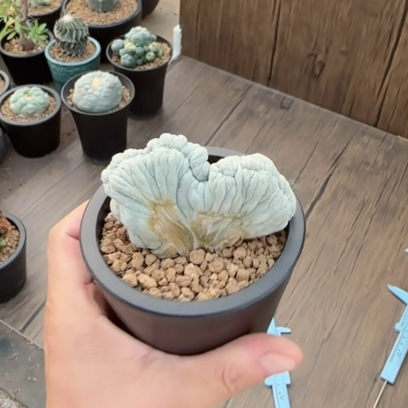 潮流无刺缀化实生分株切片自根8C草球仙人球一物一拍多肉11/25