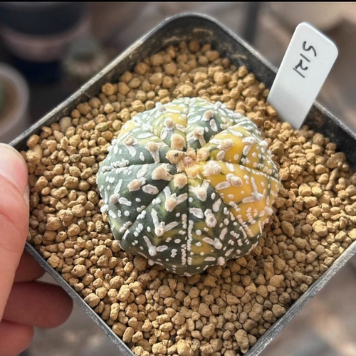 实生V兜阴阳锦/s121沙生小众星球属潮流仙人球多肉一物一拍12/24