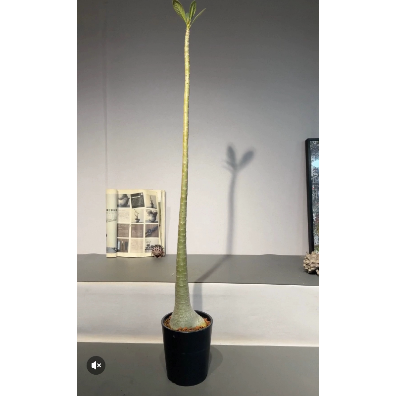 索科特拉沙漠玫瑰块根实生籽播带大肚子10CM+多肉稀有一物一拍4/3