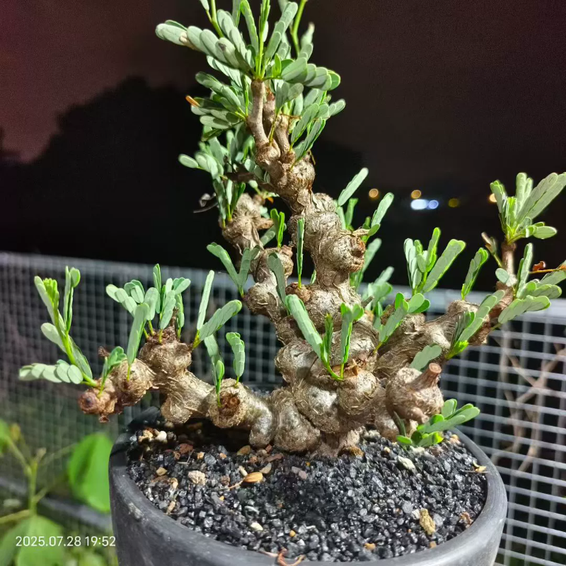 巨瘤苏木沙漠苏木叶子能闭合的块根一物一拍多肉植物稀有品种7/28