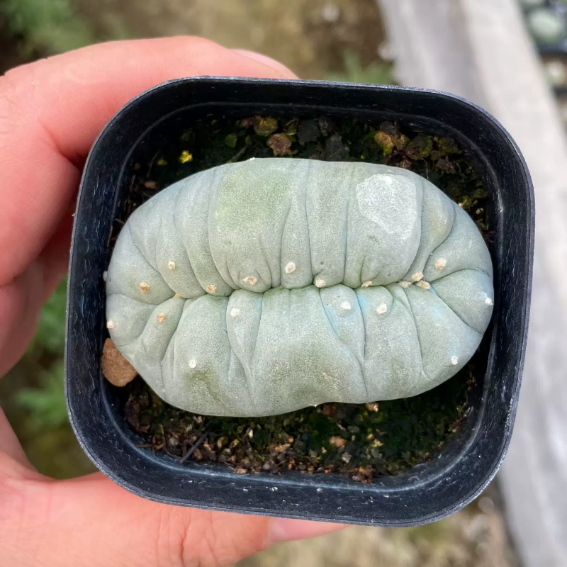 自根草球缀化面包缀化懒人仙人球小众绿植绿化多肉一物一拍12/11