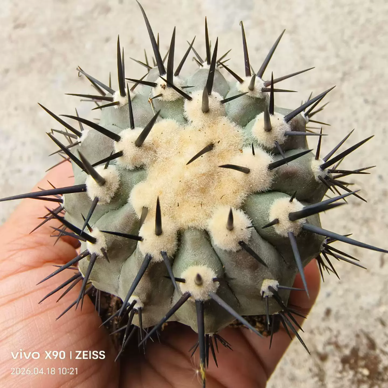 不含刺5白肌黑王丸自根仙人球植物可带盆发多肉稀有一物一拍4/14