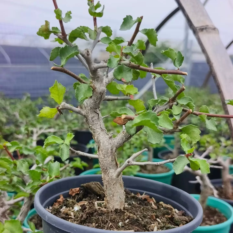 怀特橄榄，实生苗择优发货植物可带盆发稀有品种多肉4/25