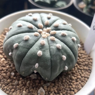 实生海星琉璃兜/s15星兜属仙人球室内盆栽稀有物种一物一拍2/5