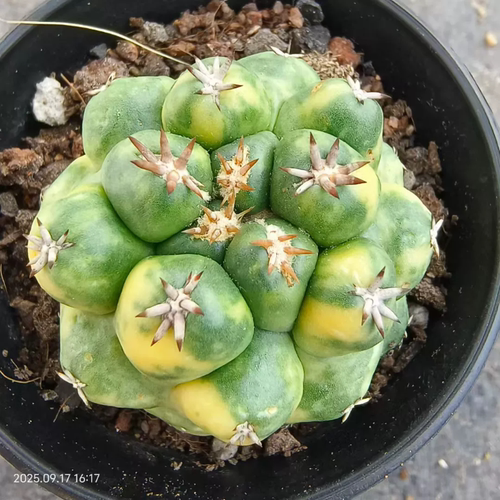 5cm短豪刺象牙丸锦包邮。根系好一物一拍多肉植物沙生植物9/16