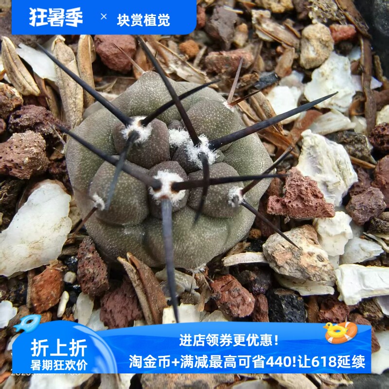 长单刺基因黑王丸龙爪球属仙人球一物一拍多肉植物稀有包邮6/24