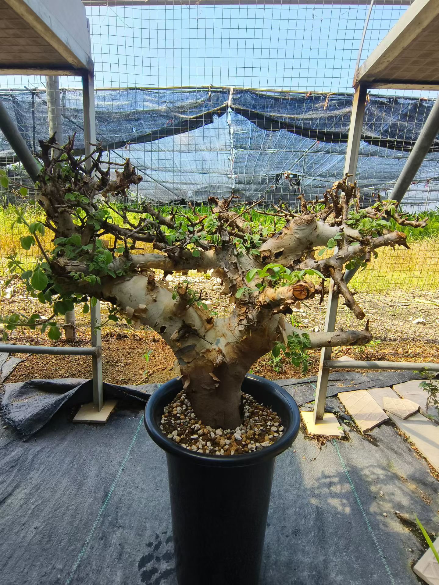 蓝白皮橄榄,巨粗老桩,养定块根植物沙生一物一拍盆栽多肉7/23