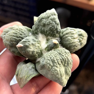 实生大形体怒涛/s007岩牡丹属潮流仙人球室内稀有物种一物一拍2/9