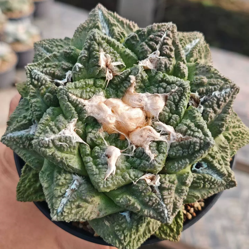 实生割疣大疣龟甲牡丹 12.6cm 仙人球室内盆栽一物一拍多肉10/30