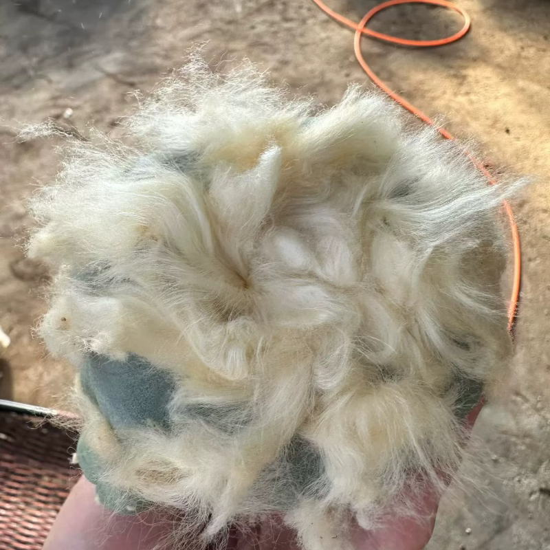 实生长毛草球，日系输入，毛量特别多仙人球一物一拍多肉11/17