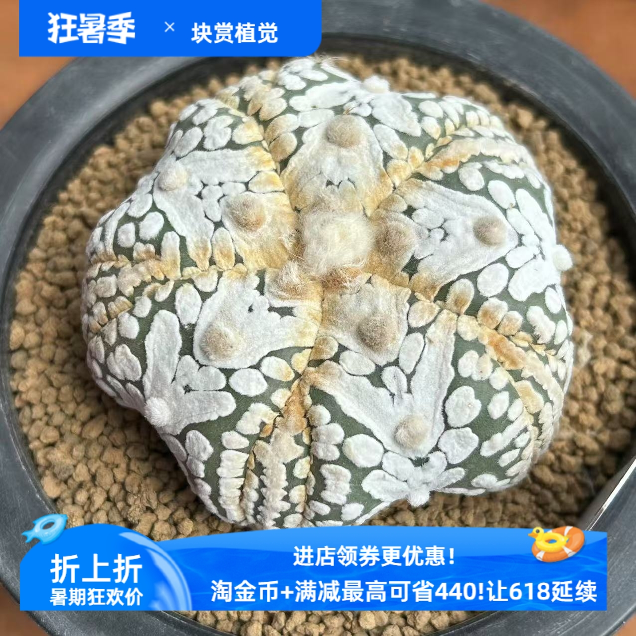 泰系实生浓白宽v兜编s35，5.9厘米星球属仙人球一物一拍易养4/14