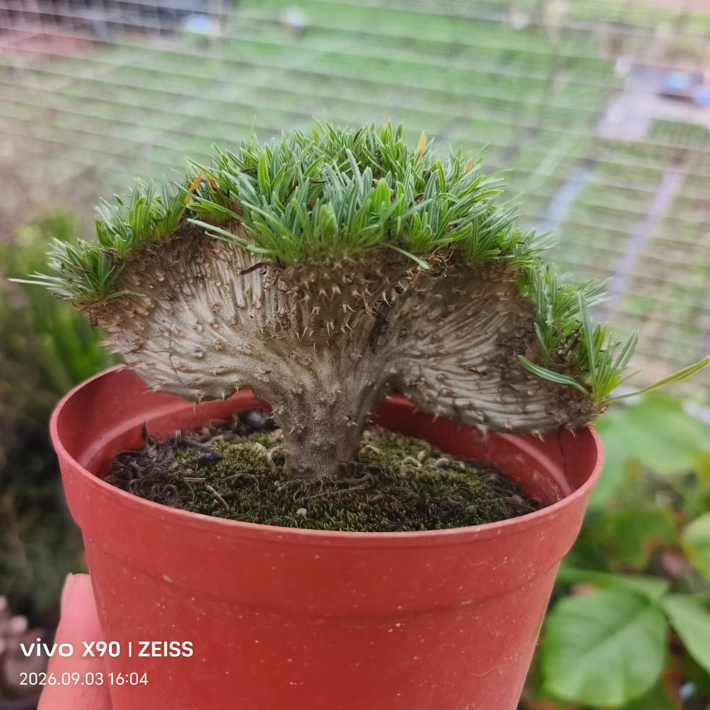 实生象牙宫缀化。一字型块根植物多肉植物