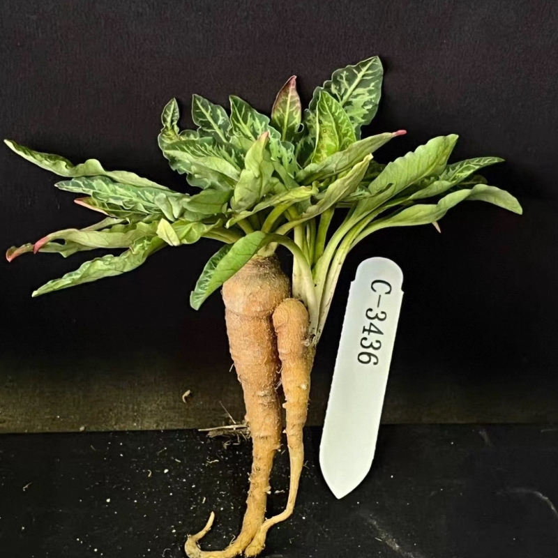 鱼骨大戟 萝卜潮流懒人沙生块根植物室内盆栽一物一拍多肉10/31