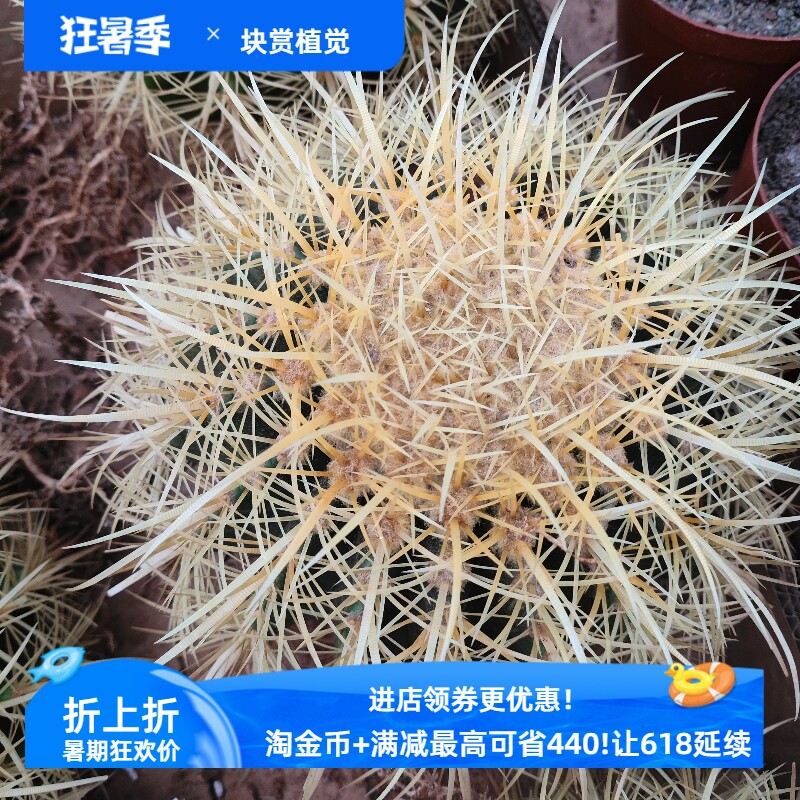 17厘米美版狂刺金琥仙人球一物一拍适合改善风水，办公室家居好物